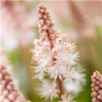 Tiarella Spring Symphony - Foam Flower