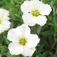 Arenaria Montana Blizzard - Mountain Daisy