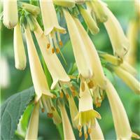 Phygelius Yellow Sovereign