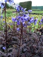Polemonium yezoense Purple Rain - Jacobs Ladder