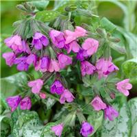 Pulmonaria Majeste - Lungwort