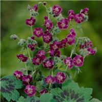 Geranium phaeum - Dusky Cranesbill