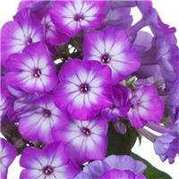 Phlox paniculata Purple Eye Flame
