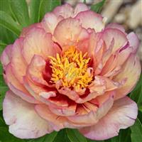 Peony itoh Callies Memory - Paeonia itoh