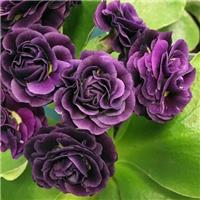 Primula auricula Servaz