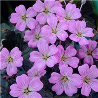 Geranium 'Dusky Crg'