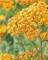 Achillea millefolium Terracotta - Yarrow
