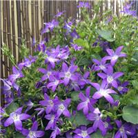 Campanula poscharskyana Stella