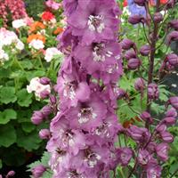 Delphinium Magic Fountain Lilac Pink