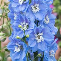 Delphinium Magic Fountain Sky Blue