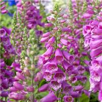Digitalis purpurea Camelot Rose - Dalmatian Purple Foxgloves