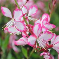 Gaura lindheimeri Rosy Jane in Bud & Bloom