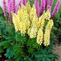 Lupinus Gallery Yellow - Yellow Lupin