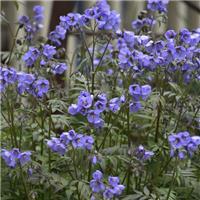 Polemonium 'Heaven Scent' - Jacob's Ladder Plant