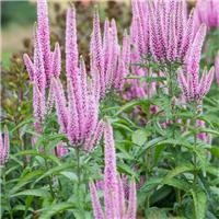 Veronica longifolia First Kiss