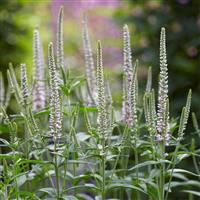 Veronica longifolia Pink Eveline