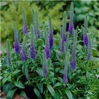 Veronica spicata Royal Candles