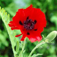 Papaver Orientale Beauty of Livermere