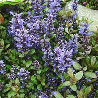 Ajuga Princess Elsa