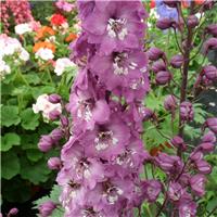 Delphinium Magic Fountain Lavender
