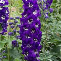 Delphinium Magic Fountain Dark Blue White Bee