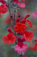 Salvia Royal Bumble