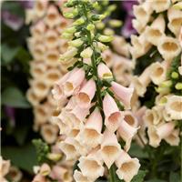 Digitalis purpurea Dalmation Peach - Foxgloves