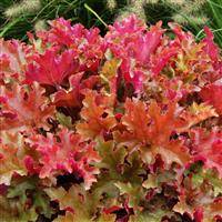 Heuchera Marmalade