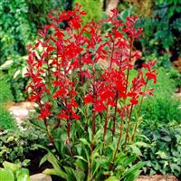 Lobelia cardinalis