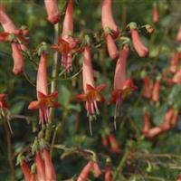 Phygelius ''Salmon Leap''