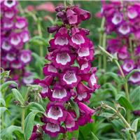 Penstemon Phoenix Violet