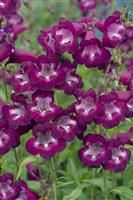 Penstemon Pensham Plum Jerkum