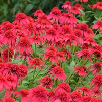 Echinacea Double Scoop Cranberry