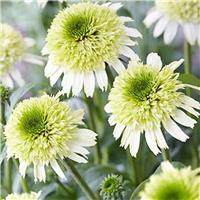 Echinacea purpurea Delicious Ice - Double Flowered Cone Flower Plants