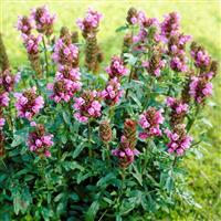 Prunella grandiflora 'Grss aus Insernhagen'