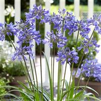 Agapanthus Ever Sapphire