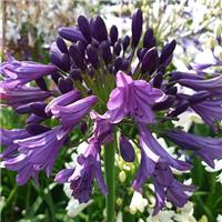 Agapanthus Poppin Purple - Hardy Nile Lily