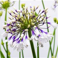 Agapanthus Fireworks - Hardy Bicolour Blue & White Nile Lily - In Bud & Bloom
