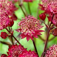 Astrantia major Star of Love - Pincushion Flower