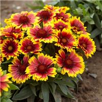 Gaillardia x aristate Arizona Sun - Blanket Flower