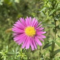 Aster Bahama - Michaelmas Daisy
