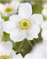 Anemone Honorine Jobert - Japanese Anemone in Bud & Bloom