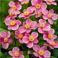 Anemone hupehensis Praecox