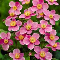Anemone hupehensis Praecox - Windflower
