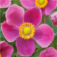 Anemone hupehensis Splendens