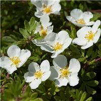 Potentilla fruticosa. Abbotswood