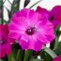 Dianthus Scully in Bud and Bloom