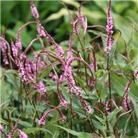 Persicaria amplexicaulis Pink Elephant