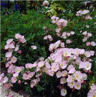 Oenothera speciosa 'Siskiyou' - Pink Evening Primrose