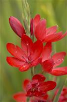 Schizostylis coccinea 'Major'